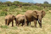 Waldschutz - Kasigau Wildlife Corridor, Kenia